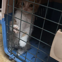 һֻ�ɰ���Сèè��������