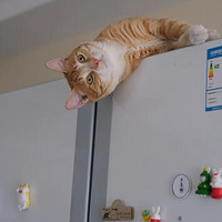 �����ϳ�è�ˣ�ʦ��������ʲô�����ģ���