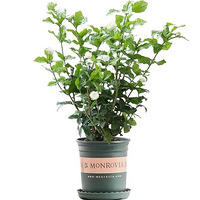 ��Ҳ���˻�ͷ�����