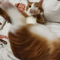 �����³�(��)��������������ɰ�èè����