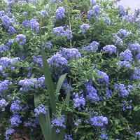 ����֮�µ���ѩ��