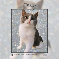 ˫ѪͳӢ��������������죩