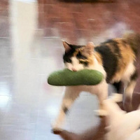 ����Ѳ��С��