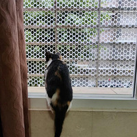 �о��ҵ�С����ëɫ���ټ���