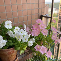 42��ĸ����� ֻ�а�ǣţ��ʢ�� �Ұ���ǣţ