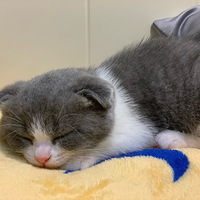 ��¼�Ҽ�è��С����