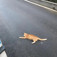 ��˾԰����è����ײ���ˣ��ؼ��ر���ϧ�ҵ�С��è