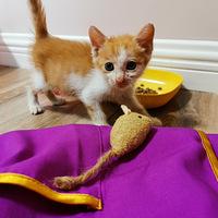 �����ɰ���С��è�ٰ�����������