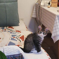 �����ϰ��ʱ������Ҽ�è��������������