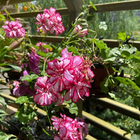 ɹɹ�ҵ�12�����ÿ�