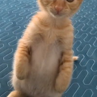 �����µ�С������ô����վ��ôֱ��