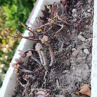 ��������Щ����������ֲ��