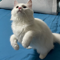 С��������è��������˳���˼ң���ֵ������