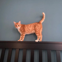 ӵ��һֻ��˯Сè�� ���о����Ҹ���