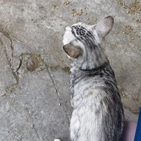 ����֮�£�����èԽ��Խ��