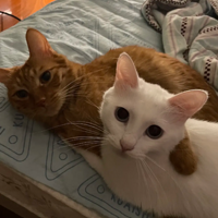 �������ֵ� ���Ѿ�˵����