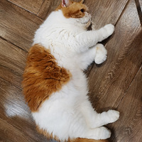 �ӷƵܵ�������