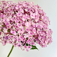 ÿ��һ�����ʻ���#���׻����򣬿ɿɰ���