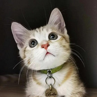 ��Ů������