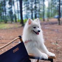 �������ߣ�������������������