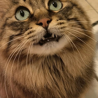 û�����˼��ֻ�����ô�ҿ����ҵ�è