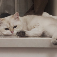 ���������Сè��һ�������������