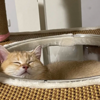 Ҫ��һ��è����