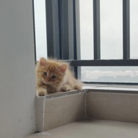 ���㳤ë���Ƕ�ë��