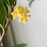 ����Ĺ𻨾���yyds