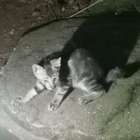 �������������С�곤������