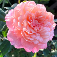 �ﻨ���� �������С���