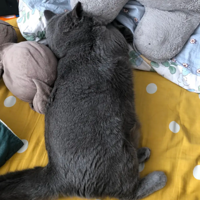 Ϊʲô���ܾ�����è���ں��ң�