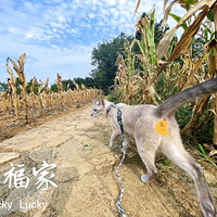 ����һ����èͬ��