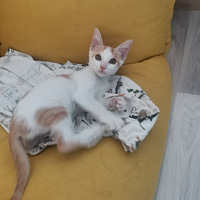 �ɰ�С�ٰ�����Ѱ��è��ʿ�������