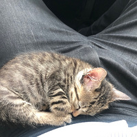 �к���������С�껨è��