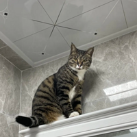 С��Ƣ��è���о�����һ���Ҫ������