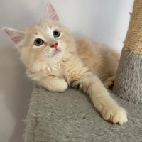 ���������ĸ�����ɫС����