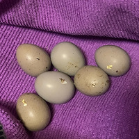 ��һ��«�����������ǣ�������������������ϲҲ��ѹ��