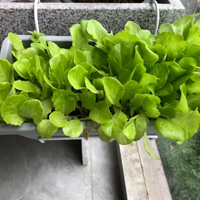 ��̨��ֲ�����˳ɳ���¼