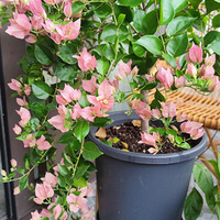 ����Ʒ�ּ޽ӵ�����÷������