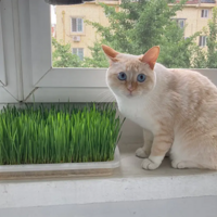 �����ҵ���èԽ��Խ�ơ���