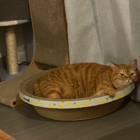 ��ҵ�С����ʳ��