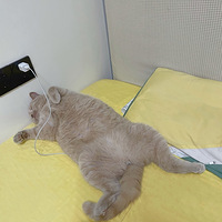 ���ǵ�è��˯����ѽ���ҵ�è����˯�ҵĴ�