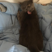 �Ҽ���è���Ǳ������Ĵ�����