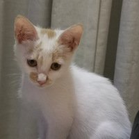 ������С��è��Ҫһ����ů�ļ�