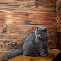 ��è���������������ç����