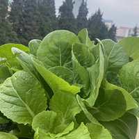 �����ڵ���̨��ô�ֲˣ���ϲ��С�ײˡ��Ȳˡ��²˻�����ˣ�