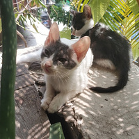 ��ֻС��è���ã��Һ���������