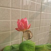 ��ʱ��ʮ�죬��������