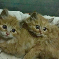 �Һ��õĿ���è��